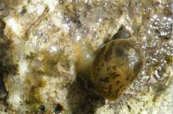 Attēlu rezultāti vaicājumam “Lymnaeidae”