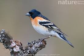 Attēlu rezultāti vaicājumam “Fringilla montifringilla”