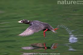 Image result for Melanitta perspicillata