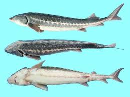 Image result for Acipenser medirostris