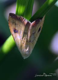 Attēlu rezultāti vaicājumam “Rivula sericealis”