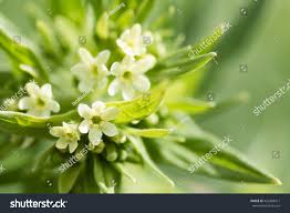 Attēlu rezultāti vaicājumam “Lithospermum officinale flower”