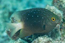 Attēlu rezultāti vaicājumam “Laccognathus panderi”