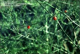 Attēlu rezultāti vaicājumam “Asparagus officinalis fruit”