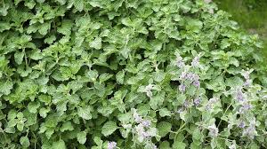 Image result for Marrubium vulgare
