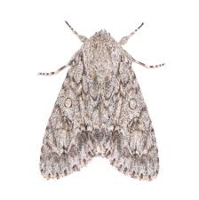 Attēlu rezultāti vaicājumam “Acronicta aceris”