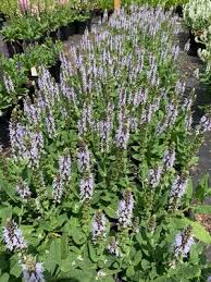 Attēlu rezultāti vaicājumam “Salvia nemorosa fruit”