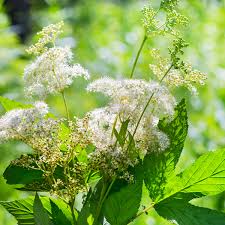 Attēlu rezultāti vaicājumam “Filipendula ulmaria”