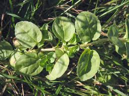 Attēlu rezultāti vaicājumam “Veronica serpyllifolia”