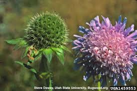 Image result for Knautia arvensis