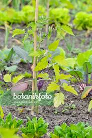 Attēlu rezultāti vaicājumam “Lycopersicon esculentum leaf”
