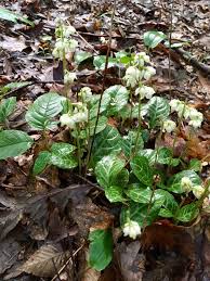 Attēlu rezultāti vaicājumam “Pyrola minor flower”