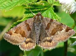 Attēlu rezultāti vaicājumam “Euclidia glyphica”