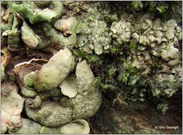 Attēlu rezultāti vaicājumam “Dermatocarpon luridum”