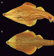 Image result for Pseudobatos lentiginosus