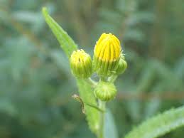 Attēlu rezultāti vaicājumam “Jacobaea paludosa flower”