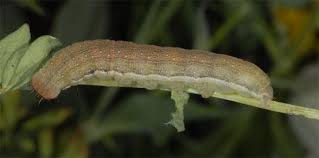 Attēlu rezultāti vaicājumam “Orthosia gracilis”