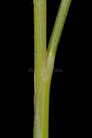 Attēlu rezultāti vaicājumam “Nardus stricta fruit”