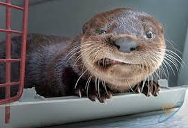 images?q=tbn:ANd9GcQMQ4eClmdJcmtMhIrzw_SbO7RdV66wXbQc54RyWdXUQiEnsuTH4g