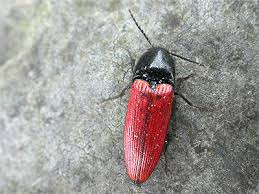 Attēlu rezultāti vaicājumam “Ampedus sanguineus”