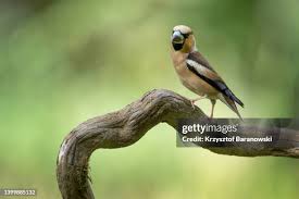 Attēlu rezultāti vaicājumam “Coccothraustes coccothraustes adult”