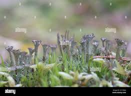Attēlu rezultāti vaicājumam “Cladonia phyllophora”