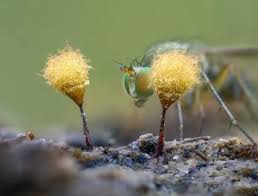 Attēlu rezultāti vaicājumam “Trichia crateriformis”