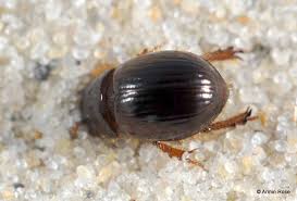 Attēlu rezultāti vaicājumam “Aegialia arenaria”