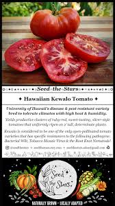 Afbeeldingsresultaat voor hawaiian white cherry tomato