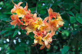 Attēlu rezultāti vaicājumam “Rhododendron calendulaceum flower”