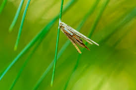 Attēlu rezultāti vaicājumam “Psyche casta larva”