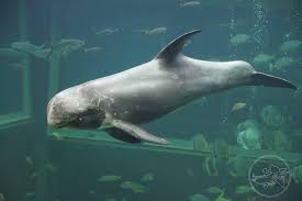 Image result for Grampus griseus