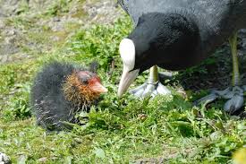 Attēlu rezultāti vaicājumam “Fulica atra eggs”