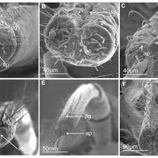 Attēlu rezultāti vaicājumam “Lepyronia coleoptrata”