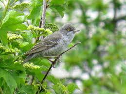 Attēlu rezultāti vaicājumam “Sylvia nisoria”