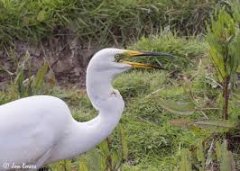 Attēlu rezultāti vaicājumam “Egretta alba adult”
