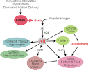 CV Pharmacology: Angiotensin Converting Enzyme (ACE) Inhibitors