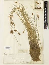 Attēlu rezultāti vaicājumam “Carex diandra”