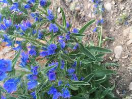 Attēlu rezultāti vaicājumam “Echium vulgare bud”