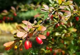 Attēlu rezultāti vaicājumam “Berberis thunbergii fruit”