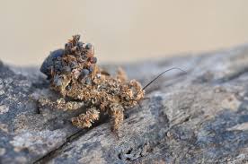Attēlu rezultāti vaicājumam “Rhynocoris annulatus nymph”