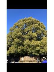 「木下秀美」の画像検索結果