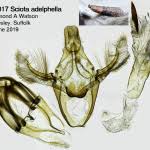 Attēlu rezultāti vaicājumam “Sciota adelphella”