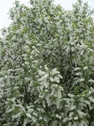 Attēlu rezultāti vaicājumam “Prunus (bird-cherry tree)”