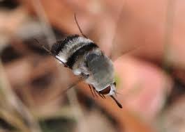 Attēlu rezultāti vaicājumam “Bombyliidae”