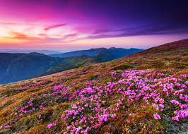 Kết quả hình ảnh cho hinh anh