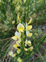 Attēlu rezultāti vaicājumam “Cytisus scoparius flower”