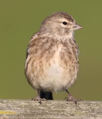 Image result for twite photo