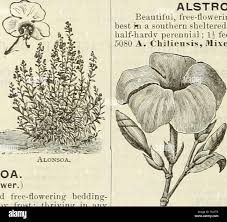Image result for Alonsoa liniflora