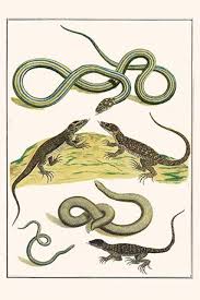 Attēlu rezultāti vaicājumam “Serpentes”